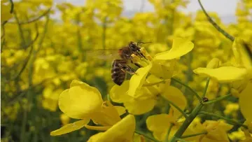 Abeille sur colza